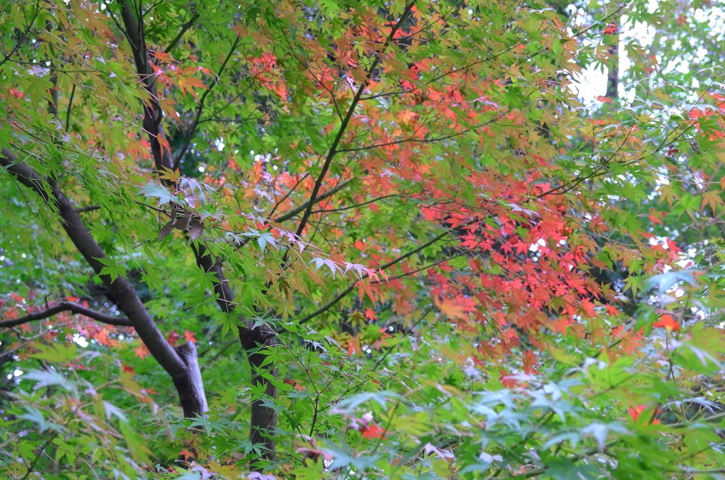 お屋敷の紅葉①
