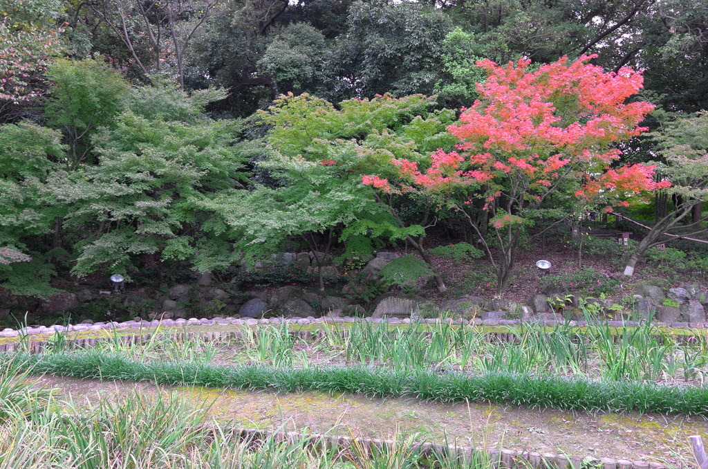 お屋敷の紅葉⑥