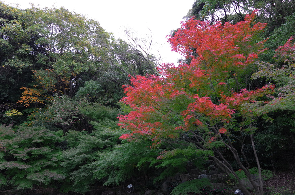 お屋敷の紅葉⑤