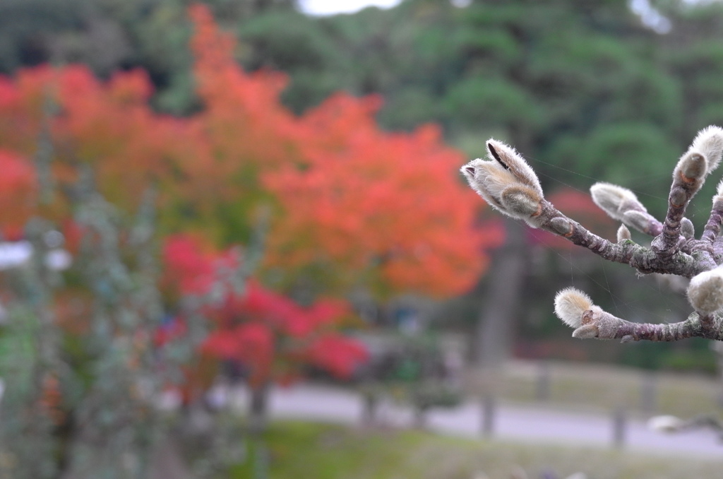お屋敷の紅葉⑨