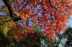 公園の紅葉②