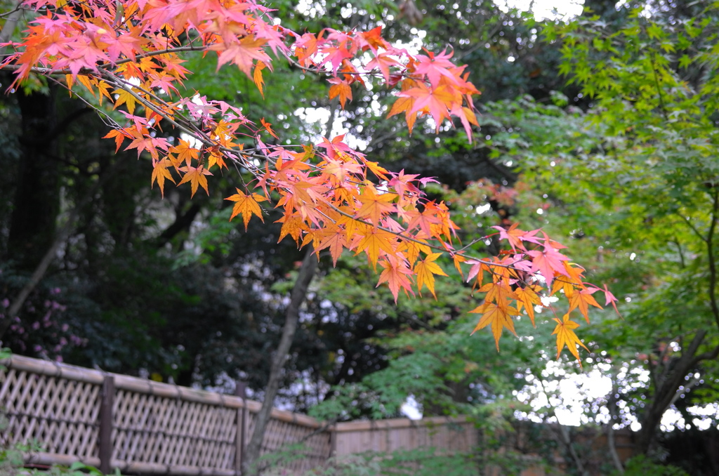 お屋敷の紅葉④