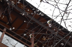 お屋敷の四季桜①