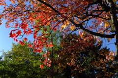 公園の紅葉①