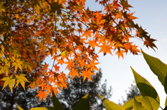 都心の紅葉