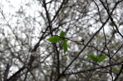 お屋敷の四季桜②