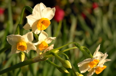 大好きな花　水仙