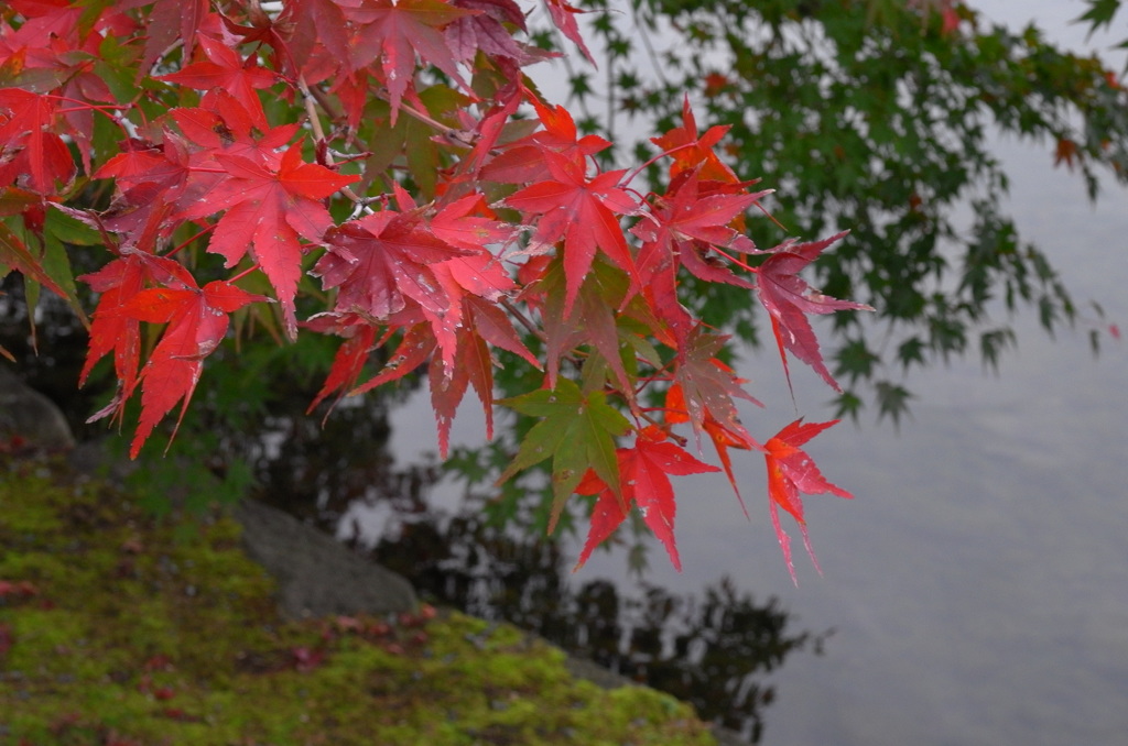 お屋敷の紅葉⑦