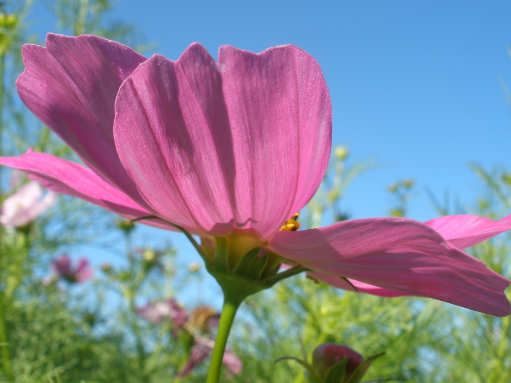 あわじ花さじき