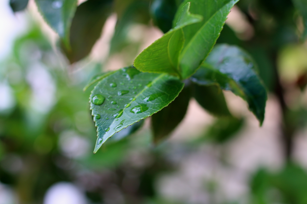 梅雨の葉