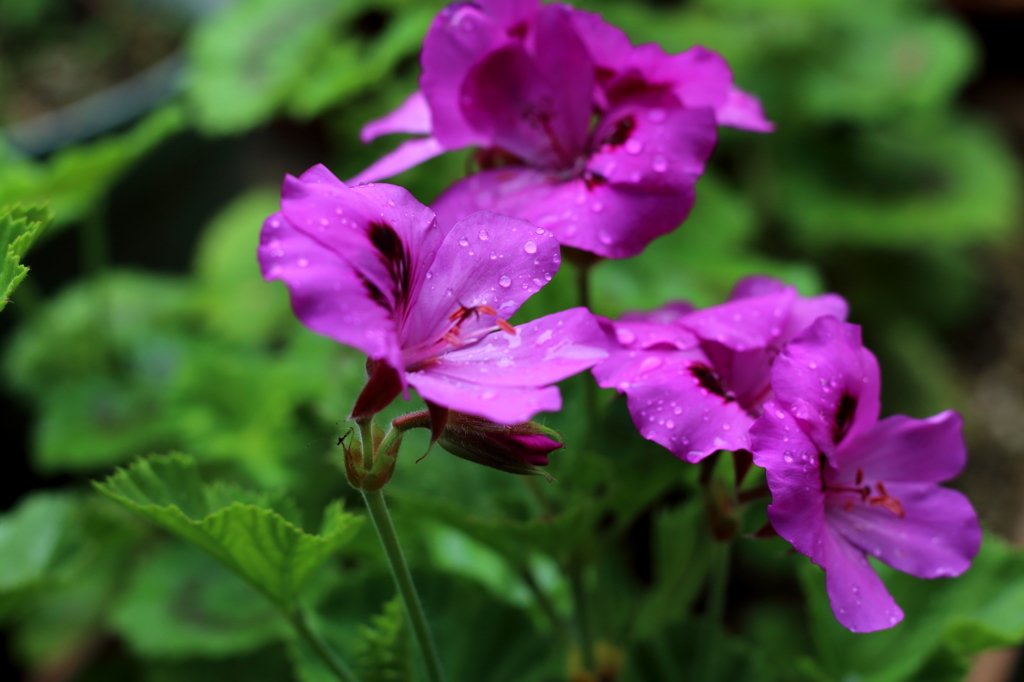 梅雨の花