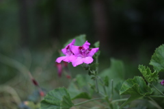 梅雨の花