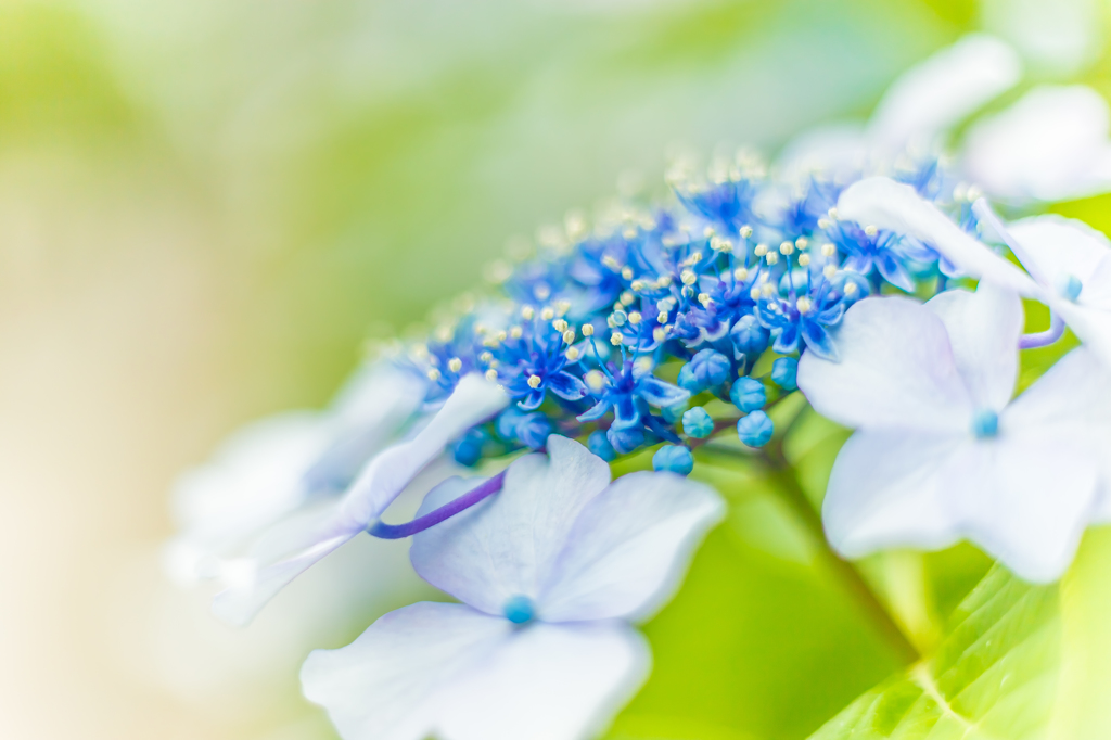 Lacecap Hydrangea