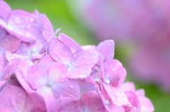 梅雨・紫陽花