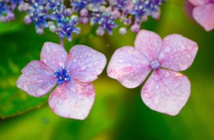 紫陽花