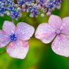 紫陽花