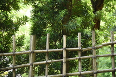 竹柵