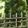 竹柵