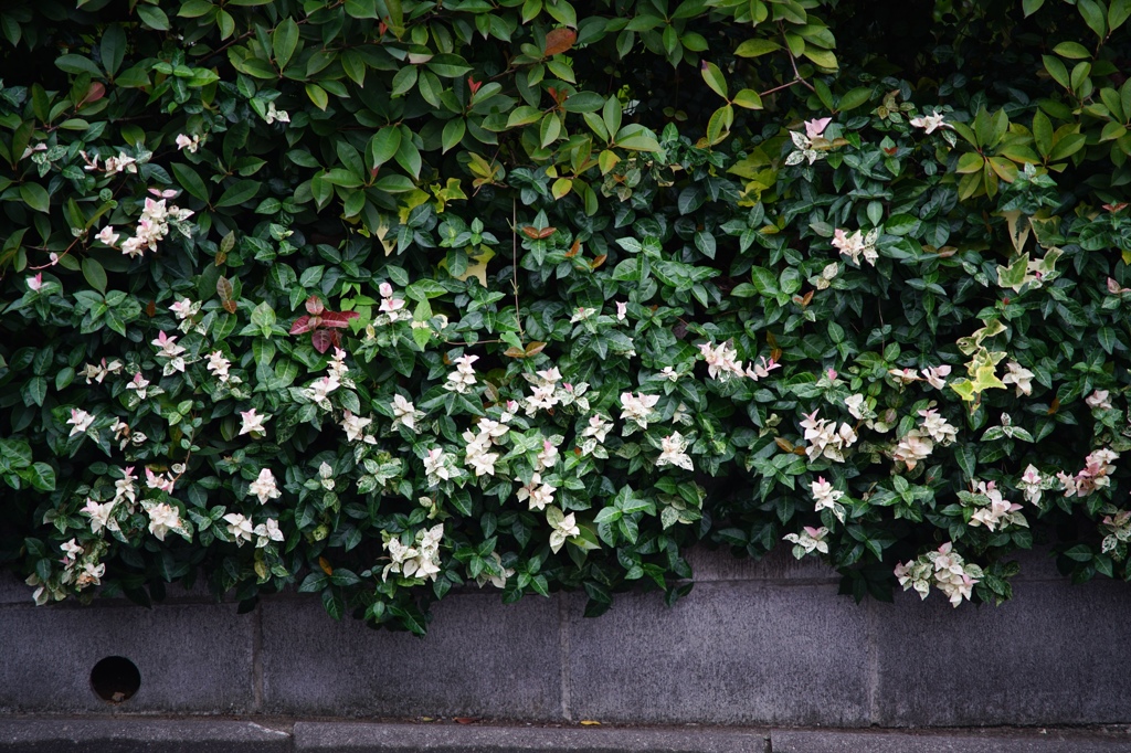 Sigma Mini tele 135mm①