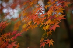 栃谷戸公園②