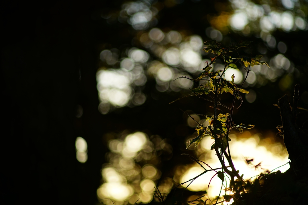 2015.10.8 Canon FD135mm F2.5 ６