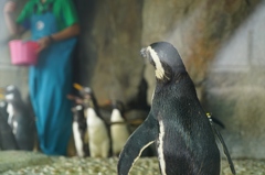 うみの杜水族館①