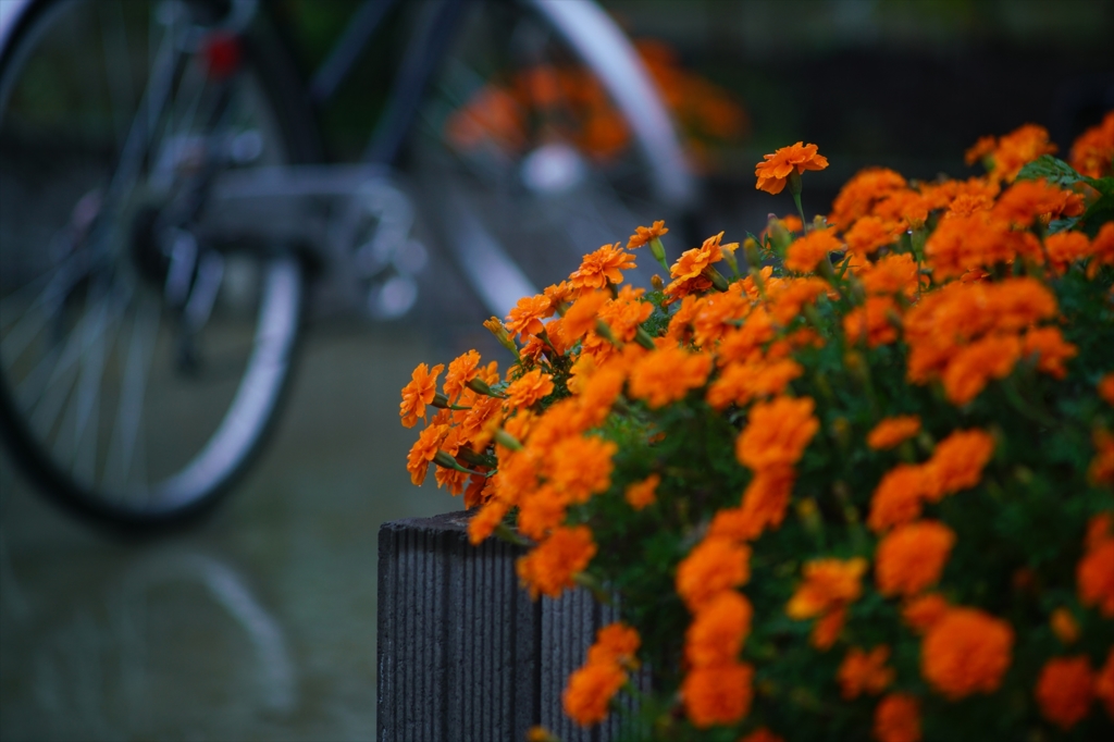Canon FD135 F2.5 @ α7RⅡ①