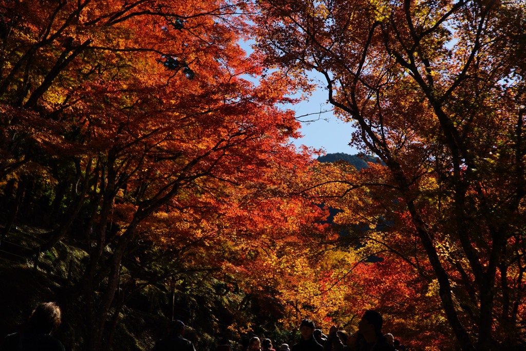 香嵐渓⑦
