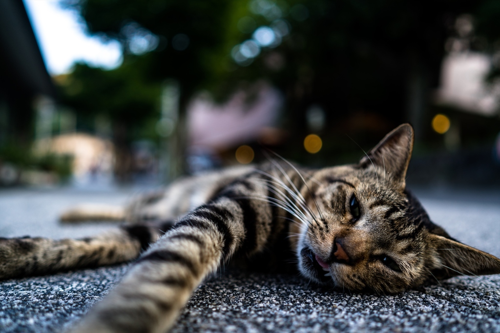 箱根湯本の猫