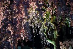 倉津川③
