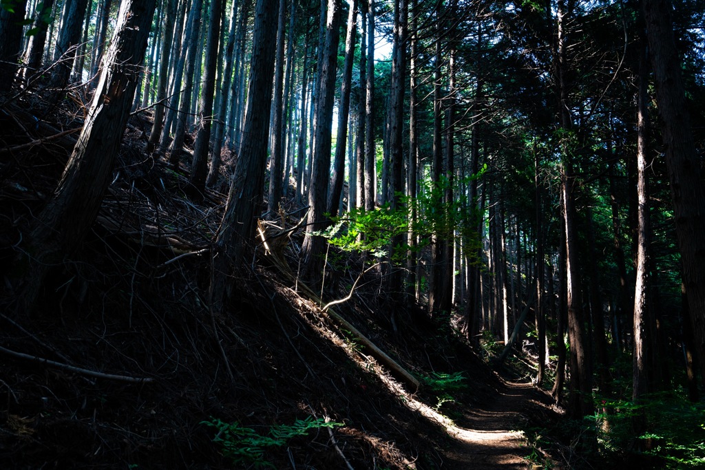 2018初夏・高取山④