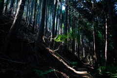 2018初夏・高取山④