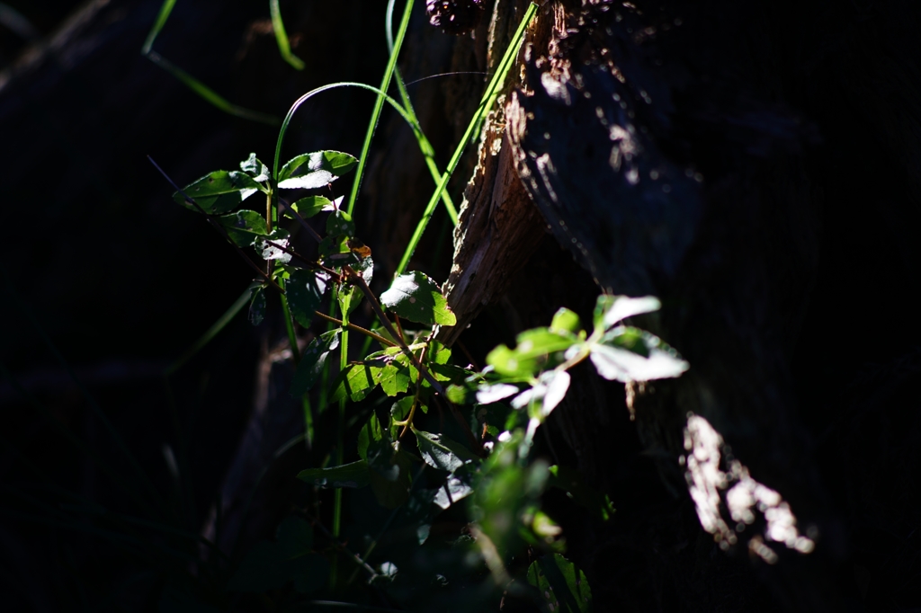 2015.10.8 Canon FD135mm F2.5②