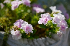 Makro-Sonnar100mm F2.8 ⑥