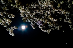 月と桜