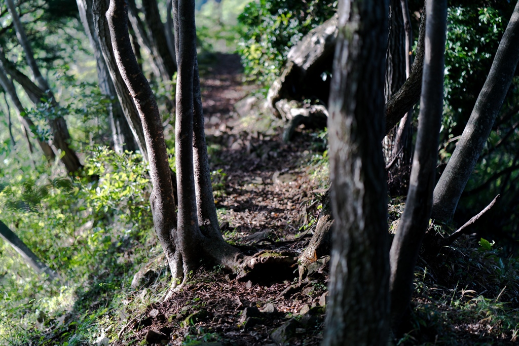 高取山・北尾根①