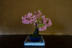 出羽桜美術館④