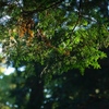 Rodagon 80mm @ 飯山白山①