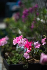 Garden Flower