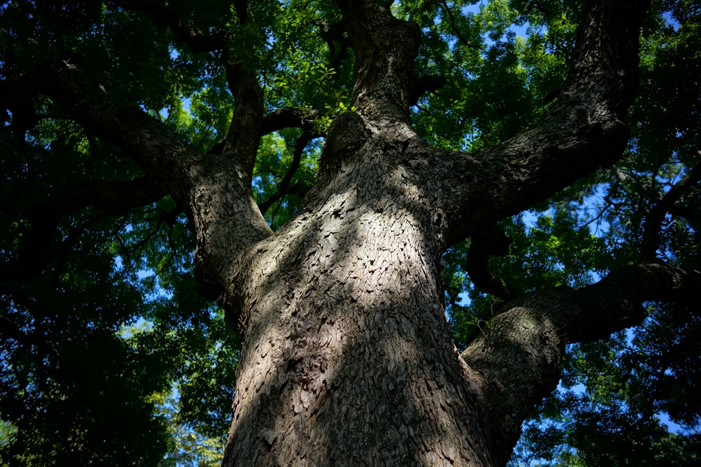 Batis 2/25②