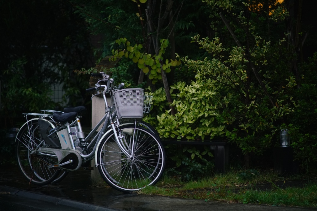 Canon FD135 F2.5 @ α7RⅡ⑩