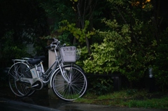 Canon FD135 F2.5 @ α7RⅡ⑩