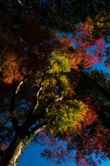 香嵐渓⑬