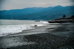 西湘の海④
