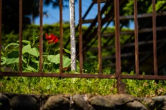 路傍の花