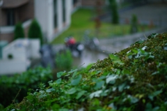 Canon FD135 F2.5 @ α7RⅡ③