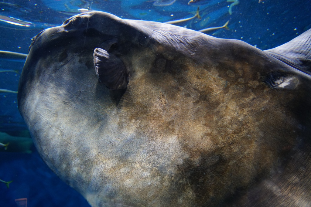 うみの杜水族館②