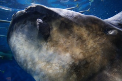 うみの杜水族館②