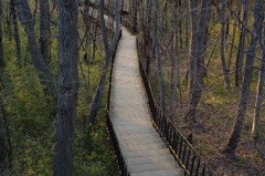 2016.3　栃谷戸公園②