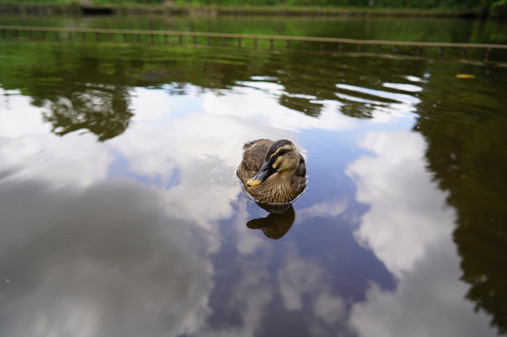 公園の鴨